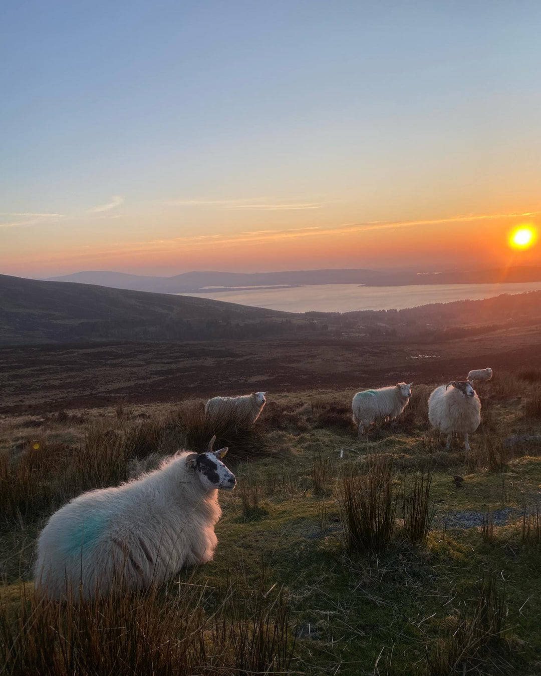 The Temple Bar Ultimate Pub & Culture Tour of Ireland