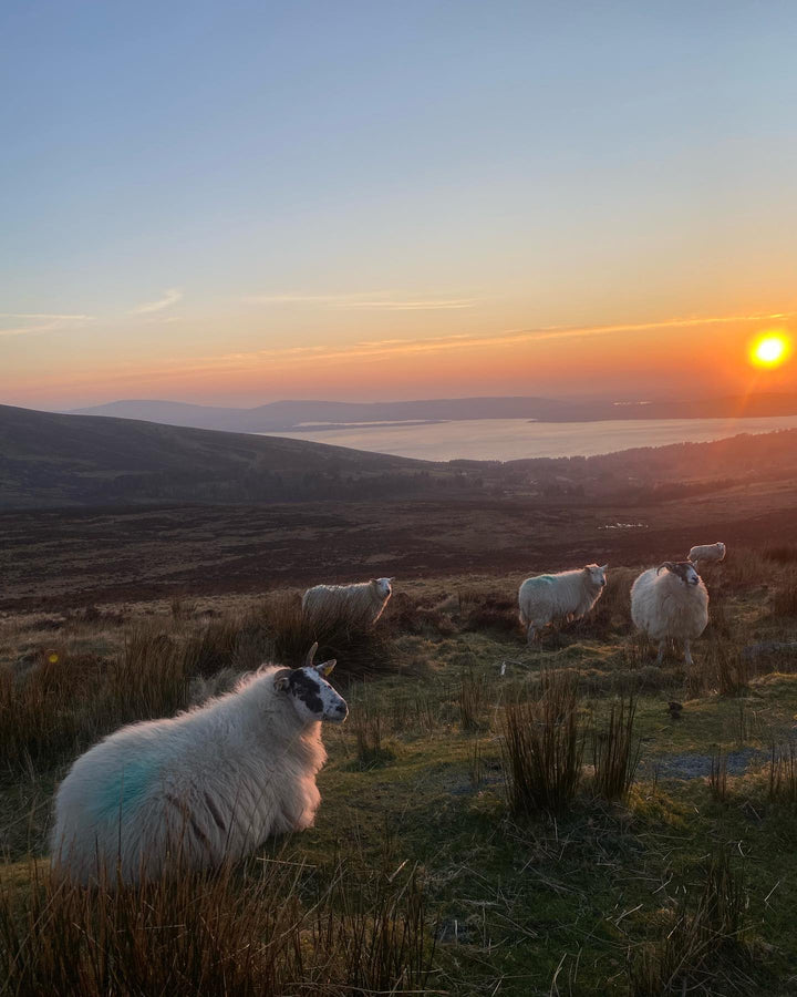 The Temple Bar Ultimate Pub & Culture Tour of Ireland