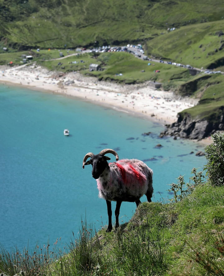 The Temple Bar Ultimate Pub & Culture Tour of Ireland